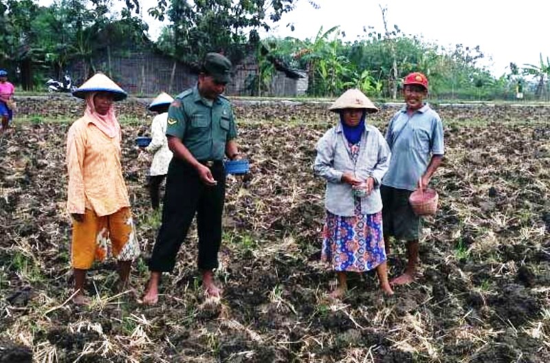 Babinsa Koramil 06/Jiken Dampingi Petani Tanam Jagung P21